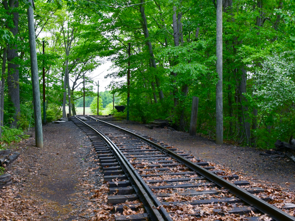 Railroad tracks through a lush green forest with fallen leaves on the ground.